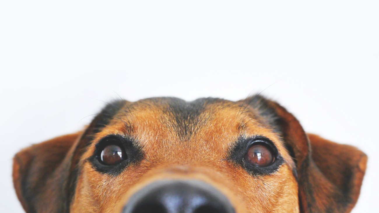cane sordo