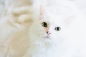 gatto colore bianco