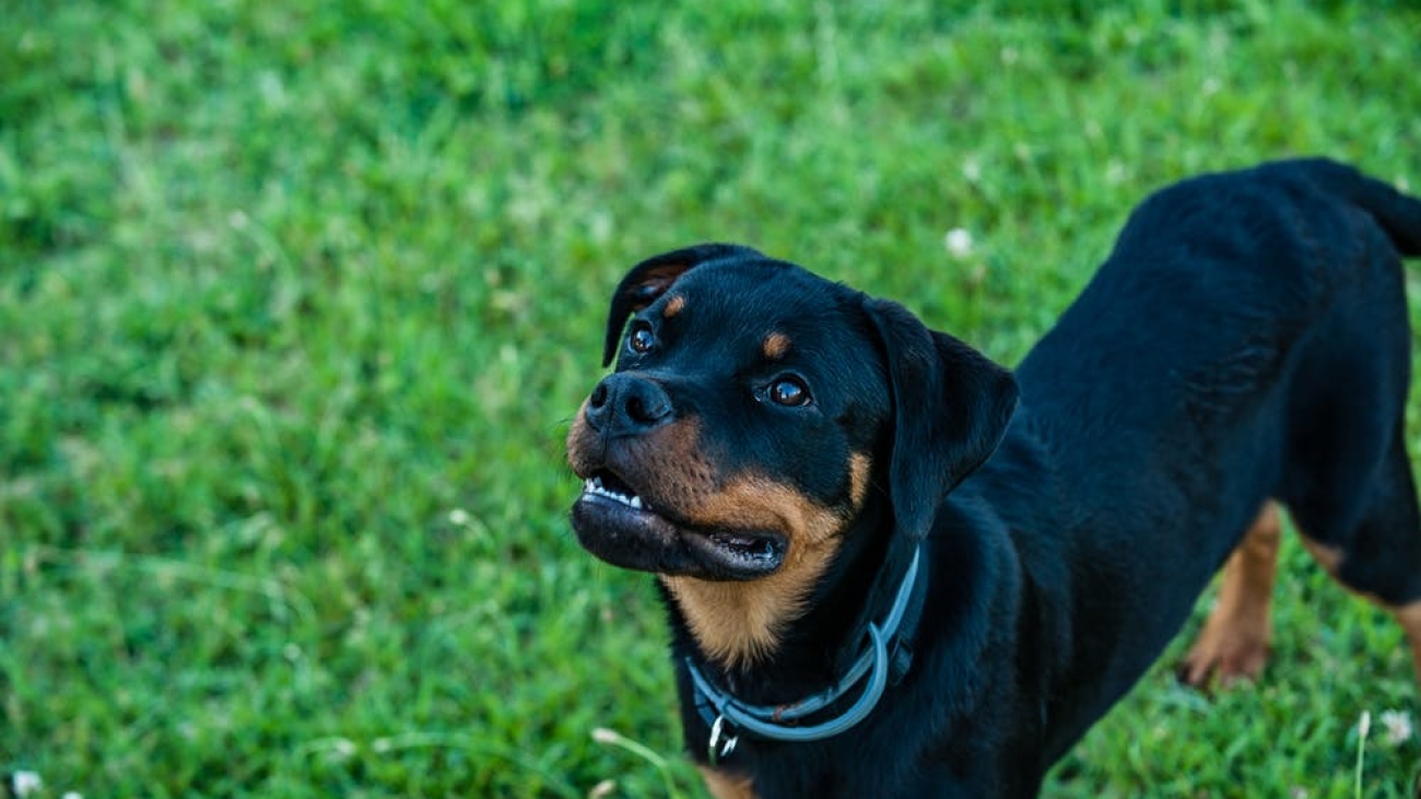 rottweiler sordità